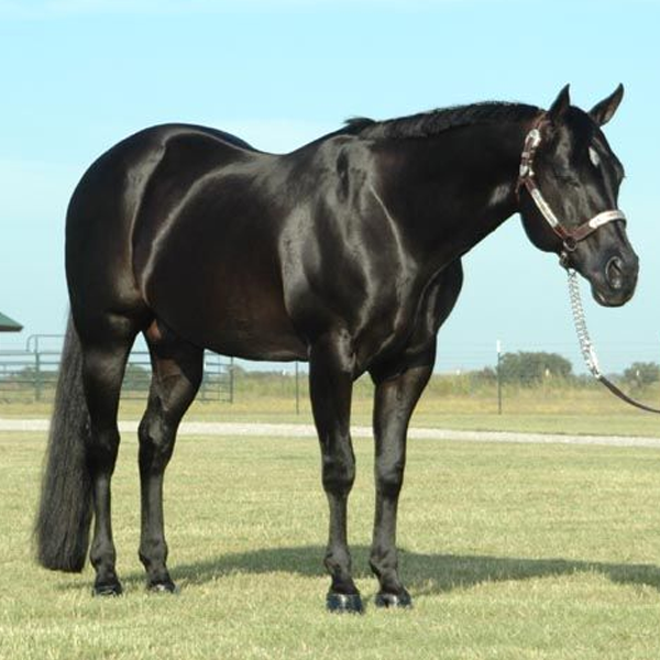 American Quarter Horse logo