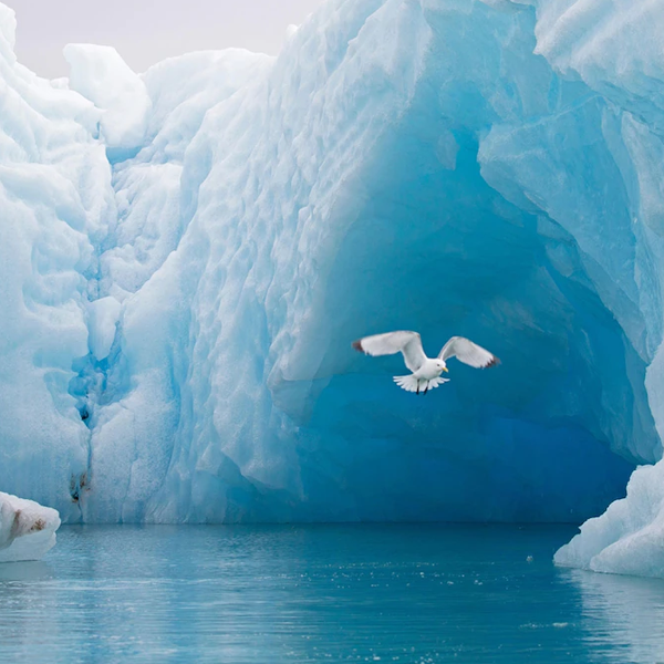 Arctic logo