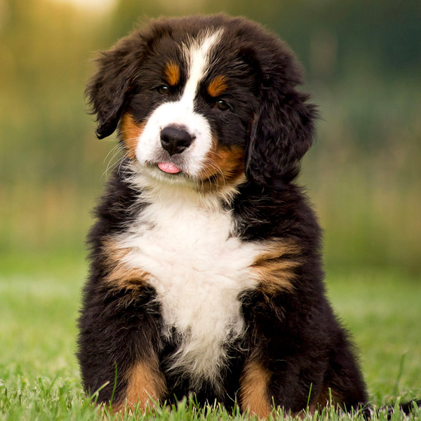 Bernese Mountain Dog