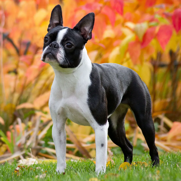 Boston Terrier