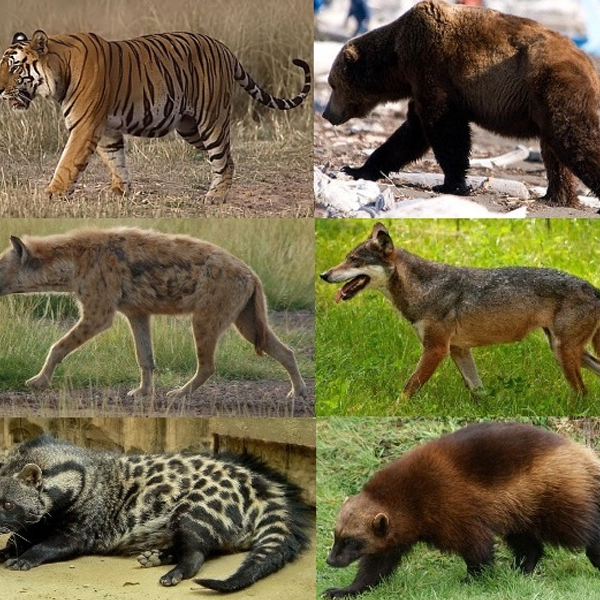 Carnivora