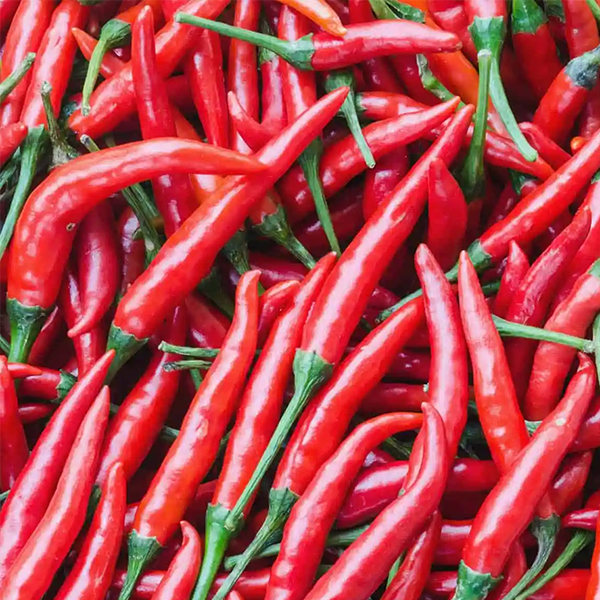 Chili pepper
