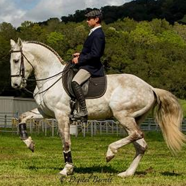 Classical dressage logo