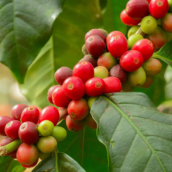 Coffea