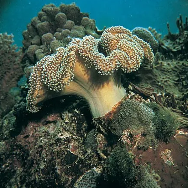 Coral logo