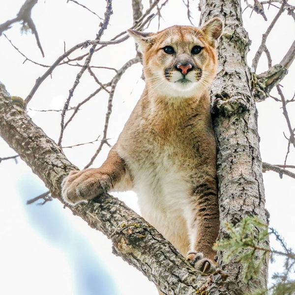 Cougar logo