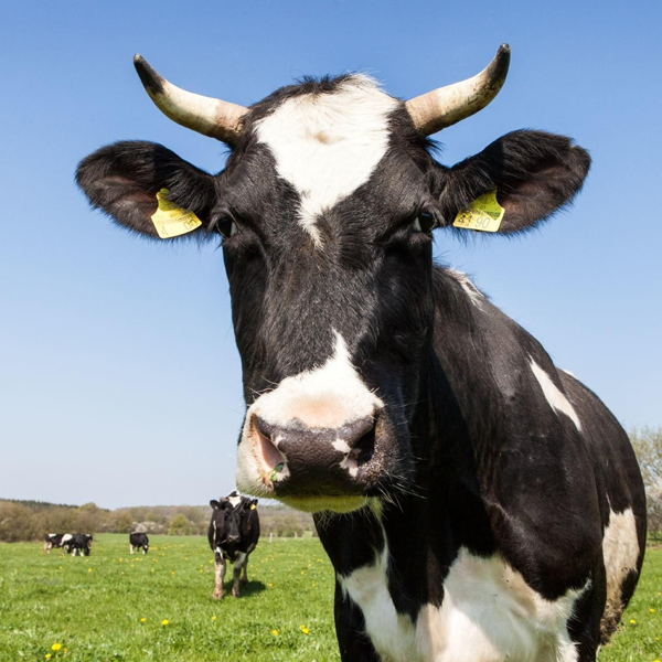 Dairy cattle
