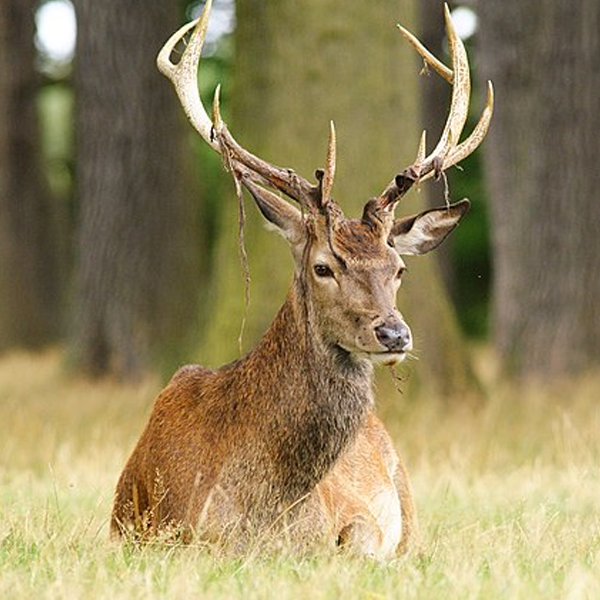 Deer