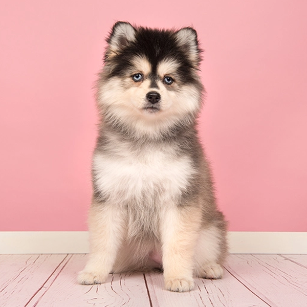Dog breeding