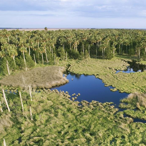 Everglades logo