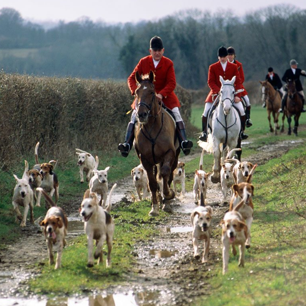 Fox hunting logo