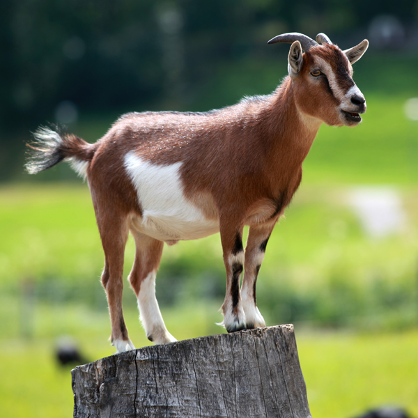 Goat