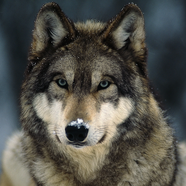 Gray wolf