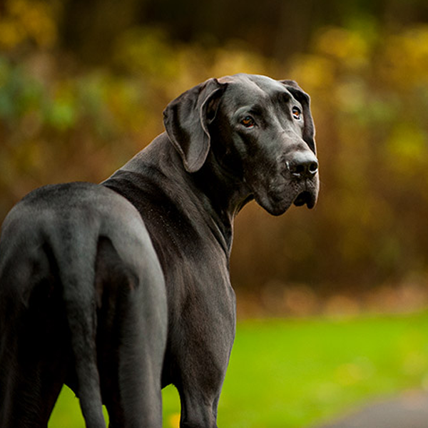 Great Dane