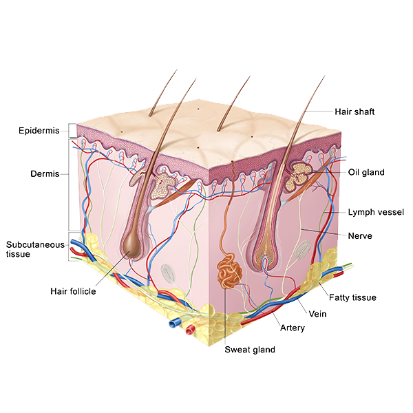 Hair follicle