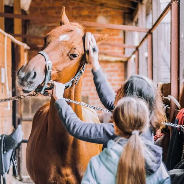 Horse grooming logo