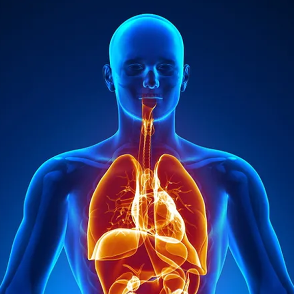 Human body