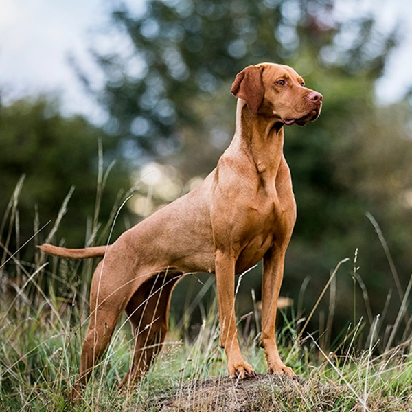 Hunting dog logo