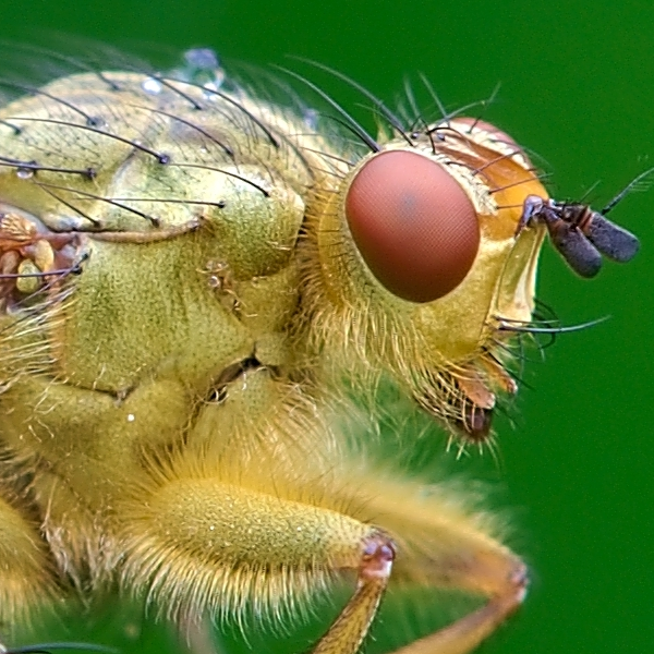 Macro photography