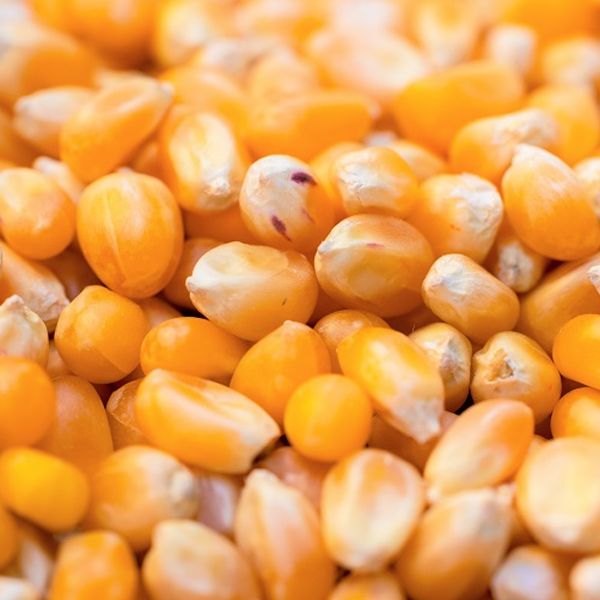 Maize