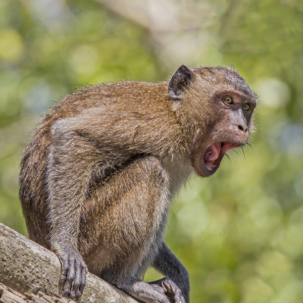 Monkey