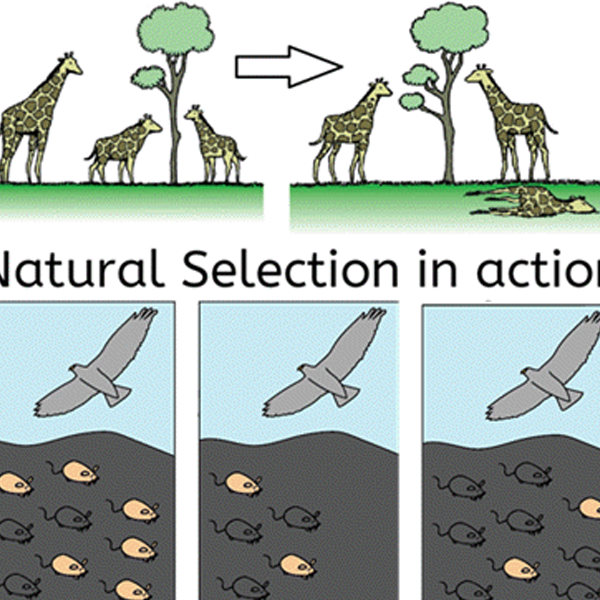 Natural selection