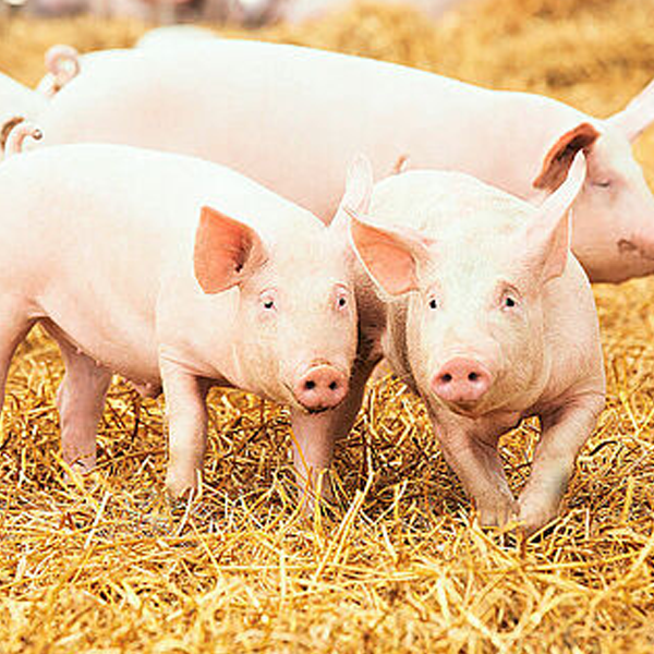 Pig