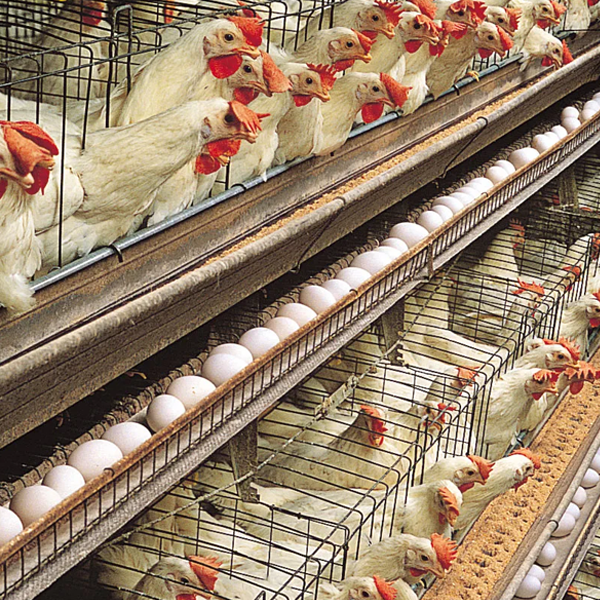 Poultry farming