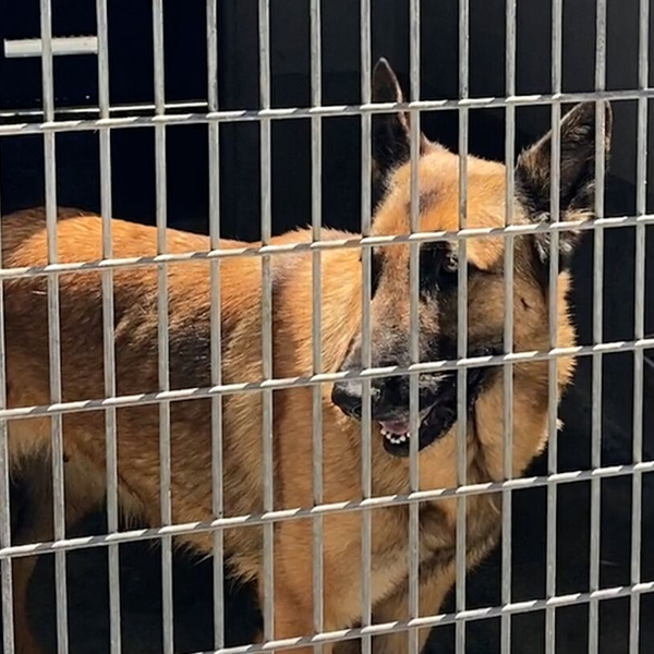 Shelter Dogs