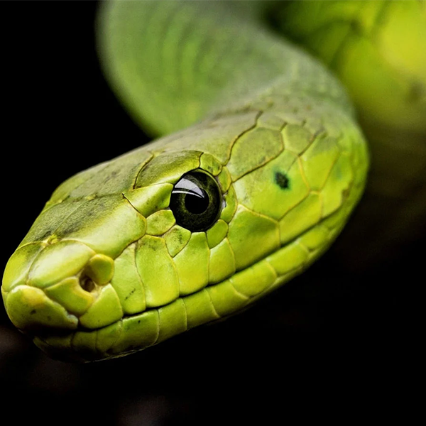 Snake