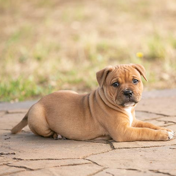 Staffordshire Bull Terrier