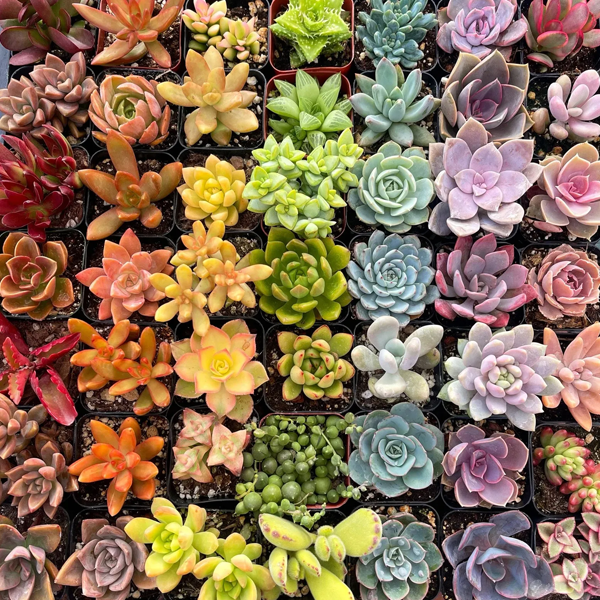 Succulent plant logo