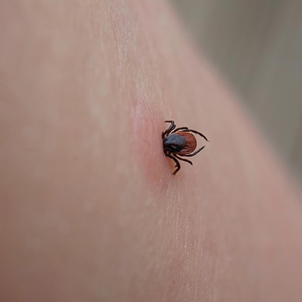 Tick logo
