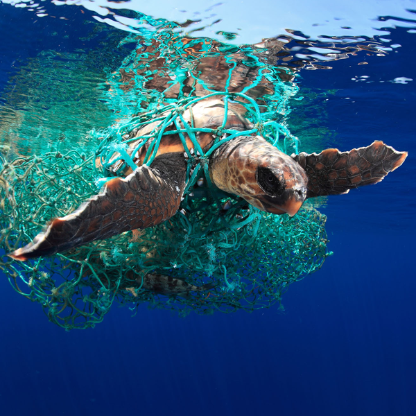Underwater photography logo