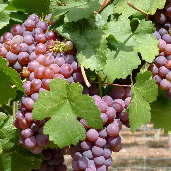 Vitis