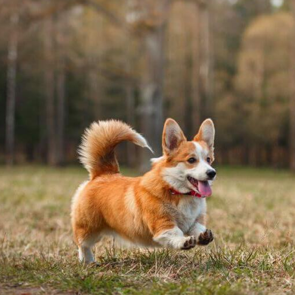 Welsh Corgi