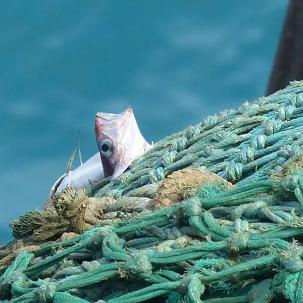 Wild fisheries logo