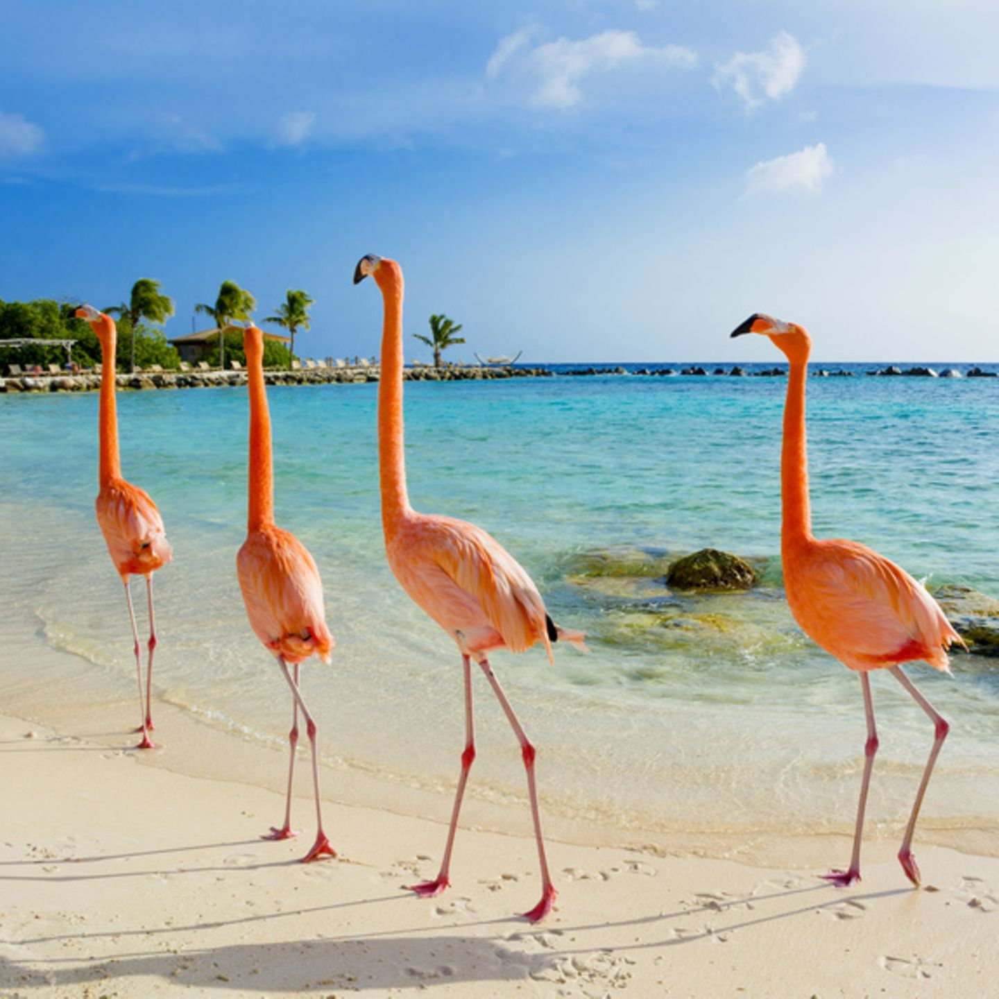 Aruba