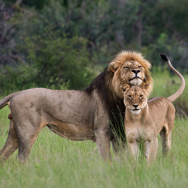 African Lion Safari