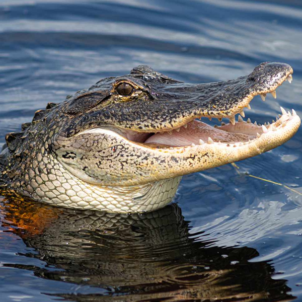 Alligator logo