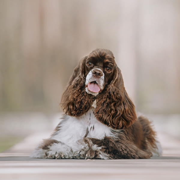 American Cocker Spaniel