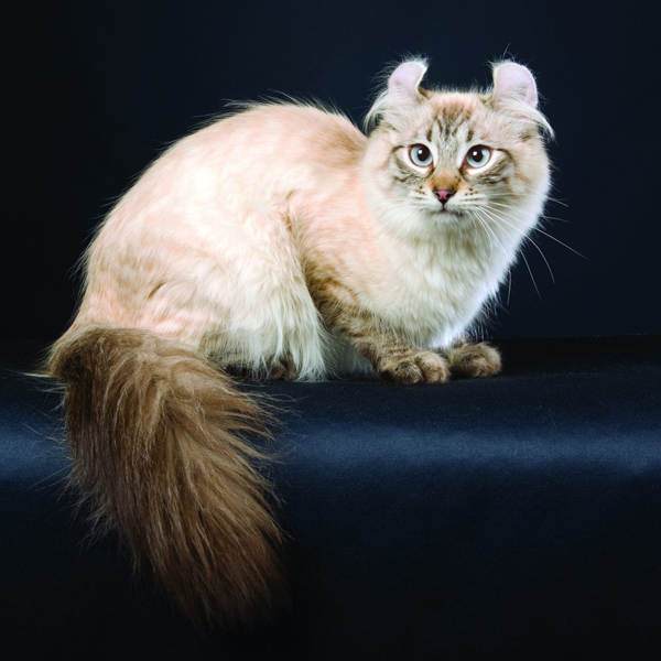 American Curl logo