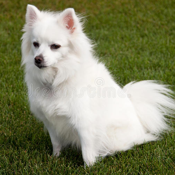 American Eskimo Dog logo