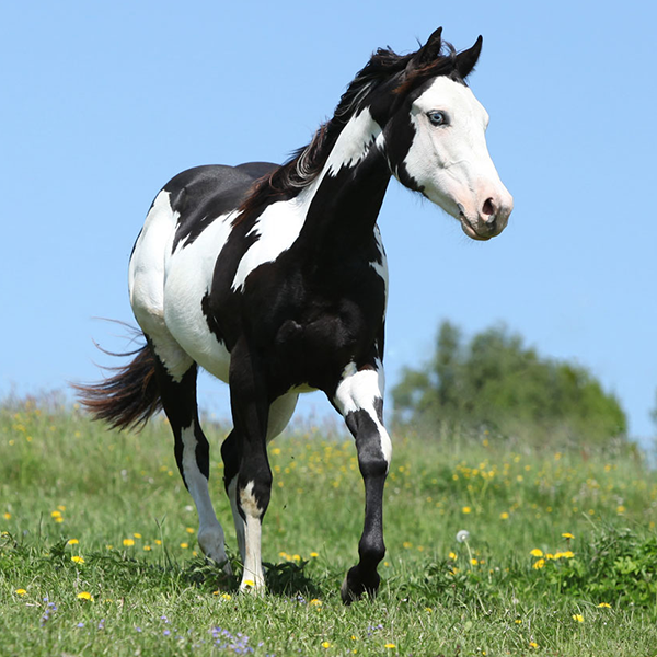 American Paint Horse logo