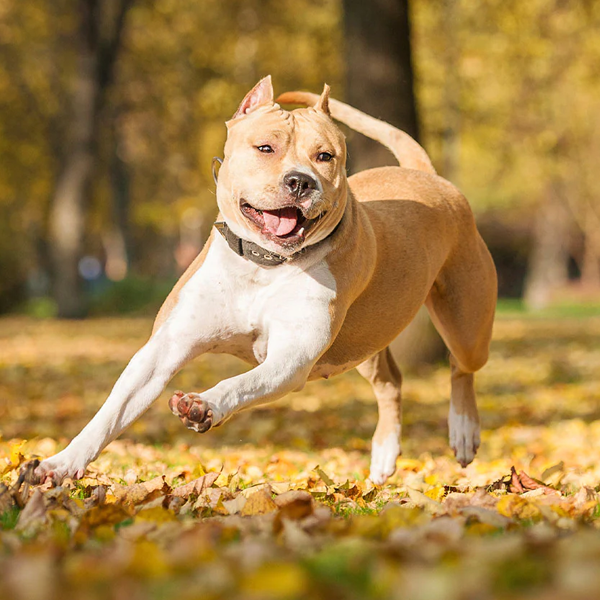 American Staffordshire Terrier
