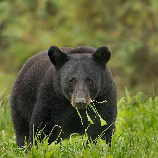 American black bear logo