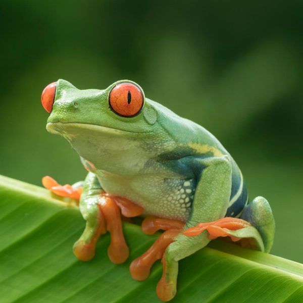 Amphibian logo