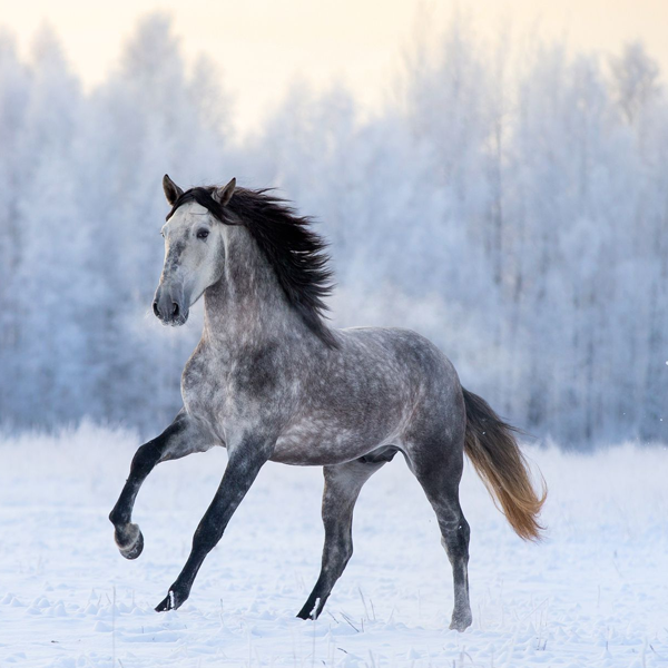 Andalusian horse logo