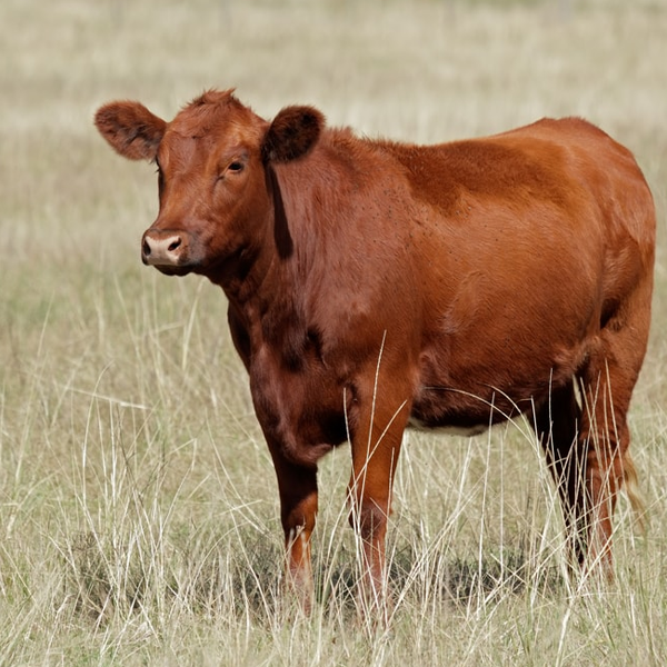 Angus cattle logo