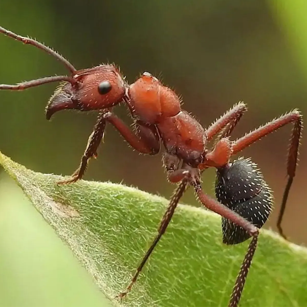 Ant